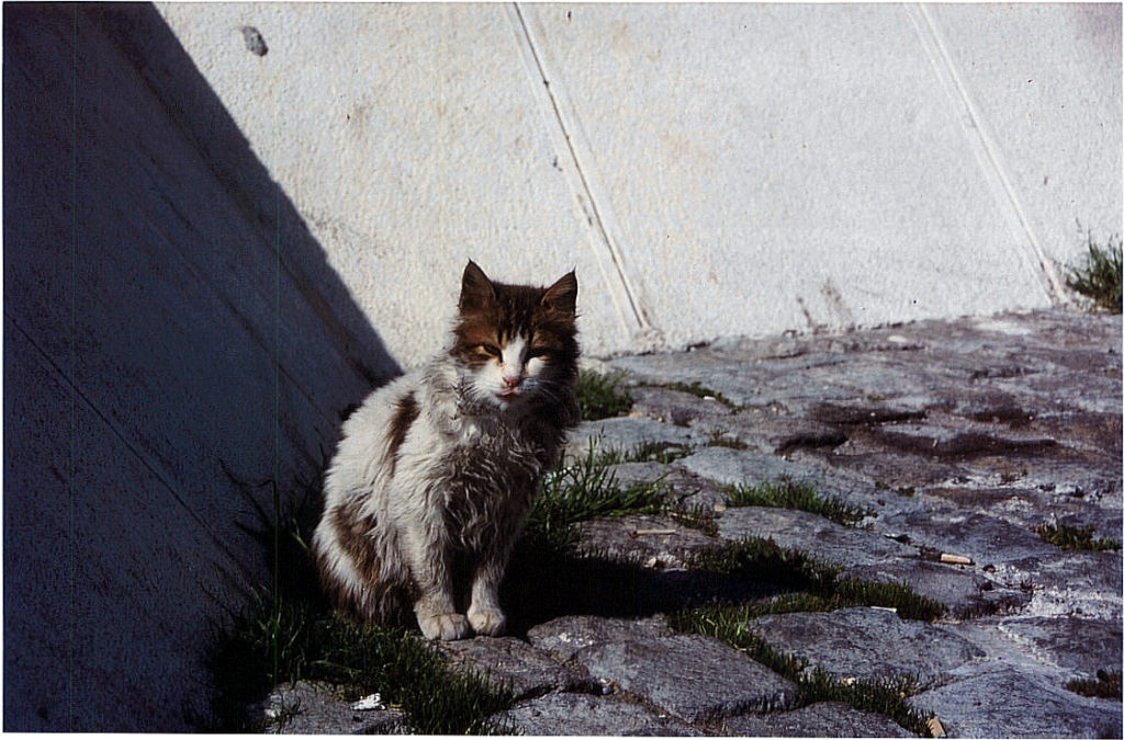 Beim Tierschutz sind mehr als nur Lippenbekenntnisse nötig! Diese Katze hat ihre Tage als Streuner am Mittelmeer gefristet.