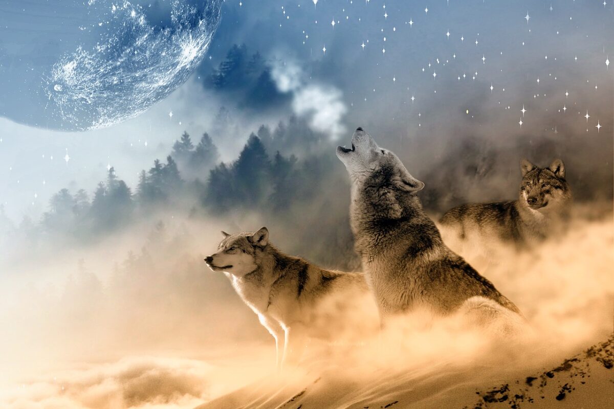 Warum geht von Wölfen eine solche Faszination aus? Der Mythos ist bis heute attraktiv (Foto: InspiredImages/Pixabay)