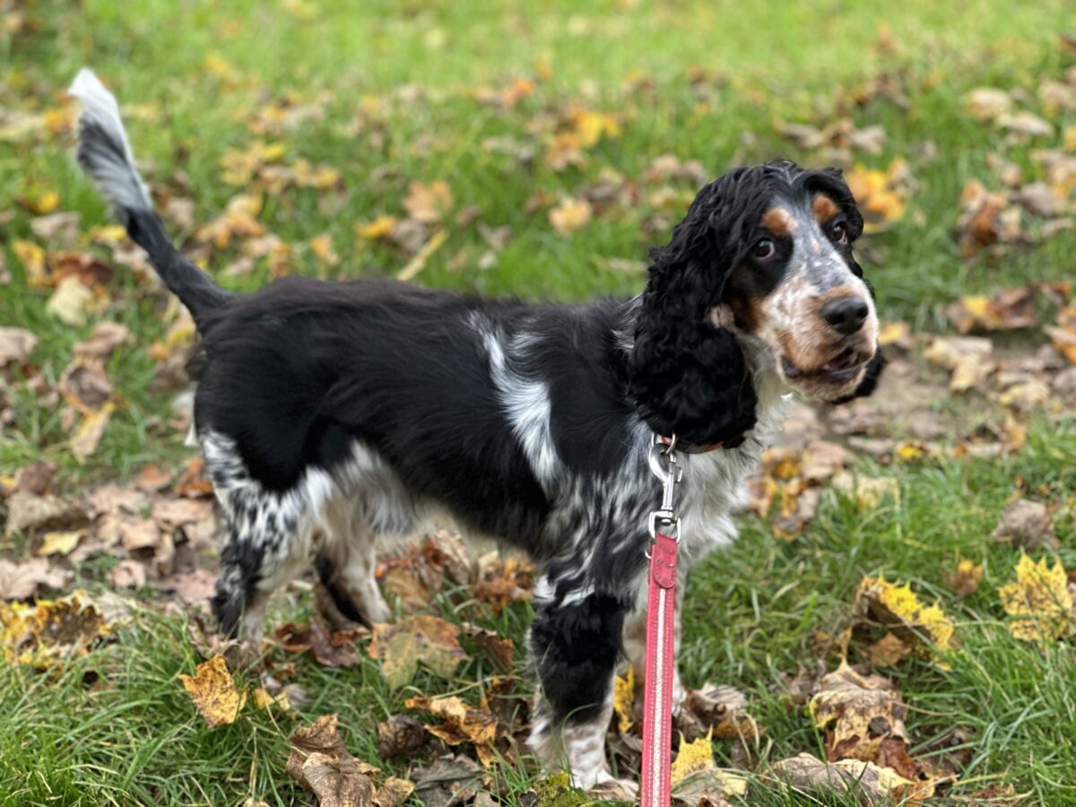Cocker Spaniel sind eine perfekte Rasse von Familienhunden