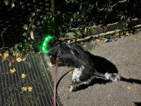 Sicher unterwegs: Schutz für den Hund mit einem LED-Halsband